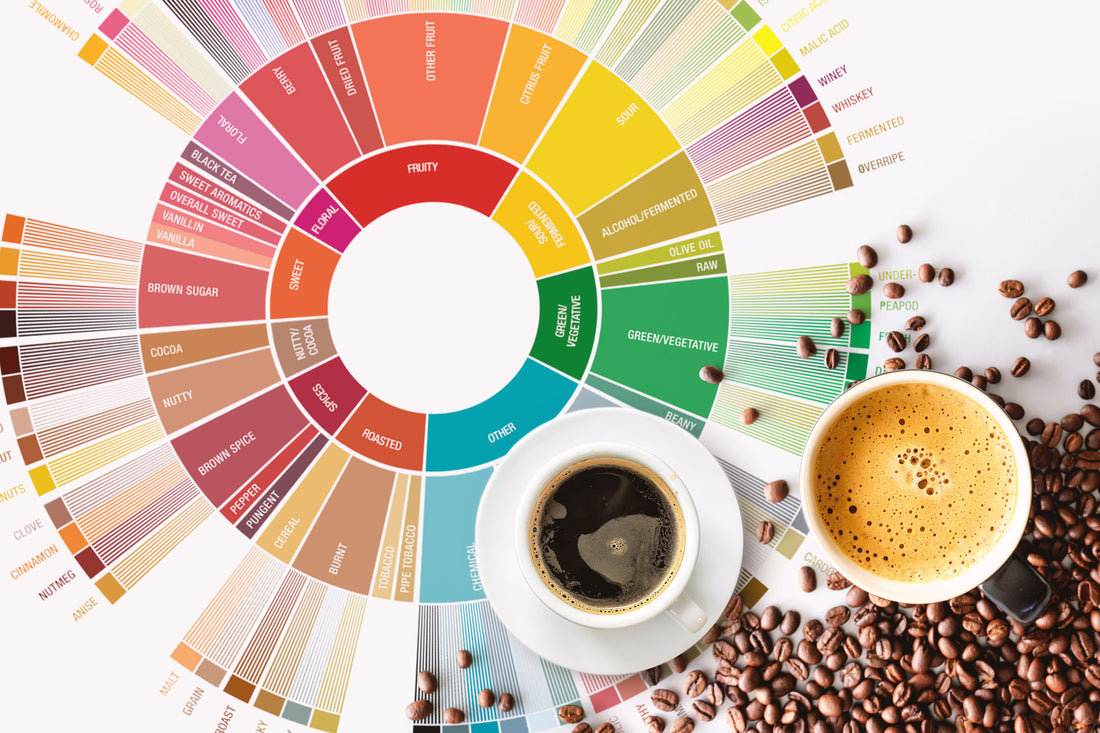 Coffee Taster's Flavor Wheel with Cups of coffee and coffee beans on top of it