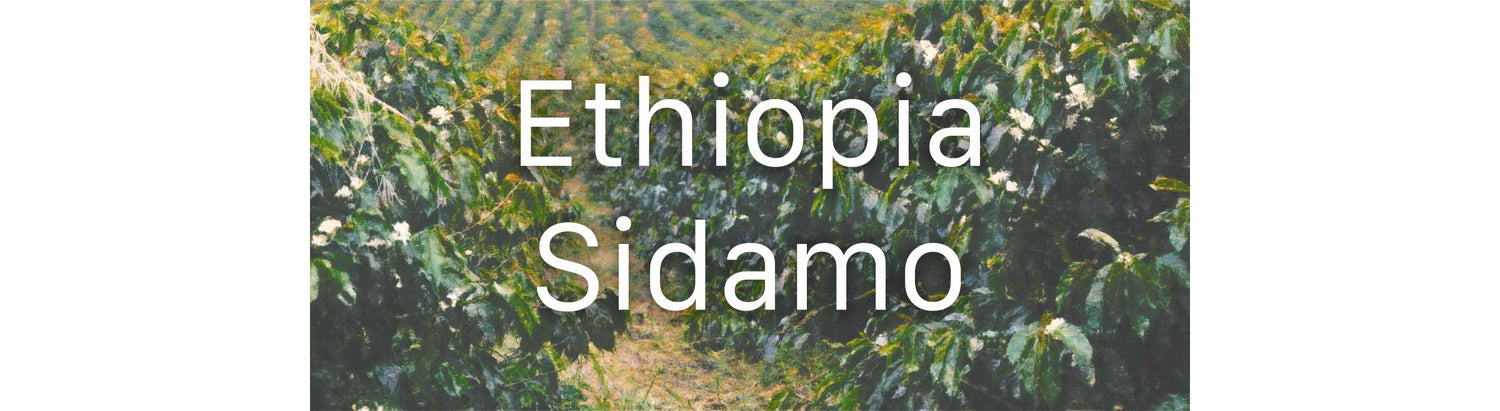 Ethiopia Sidamo - Coffee plants growing in Ethiopia